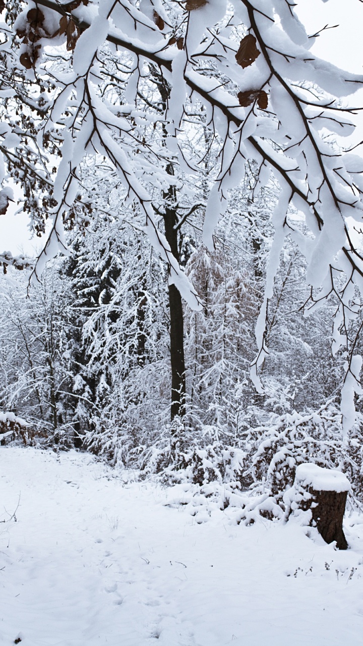 Обои зима, снег, дерево, ветвь, замораживание в разрешении 720x1280