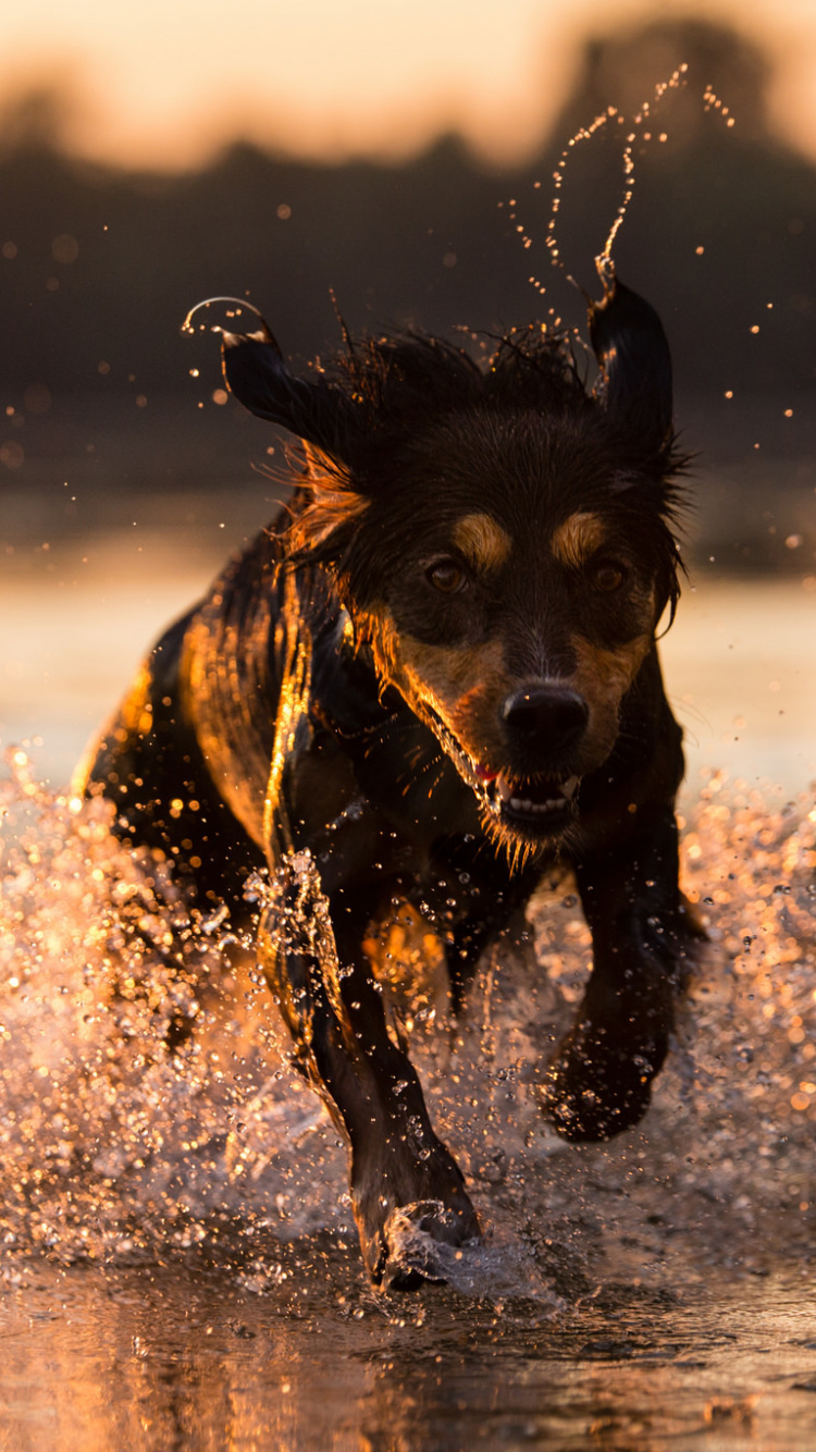 Обои пес, собака породы, Мустанг, морда, порода в разрешении 750x1334