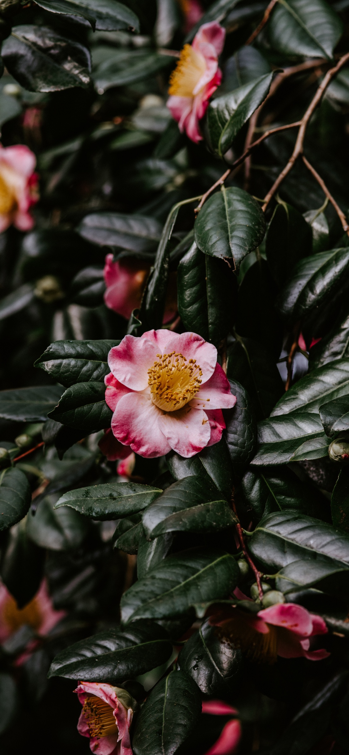 Обои цветок, японская Камелия, цветковое растение, расцвет, растение в разрешении 1125x2436