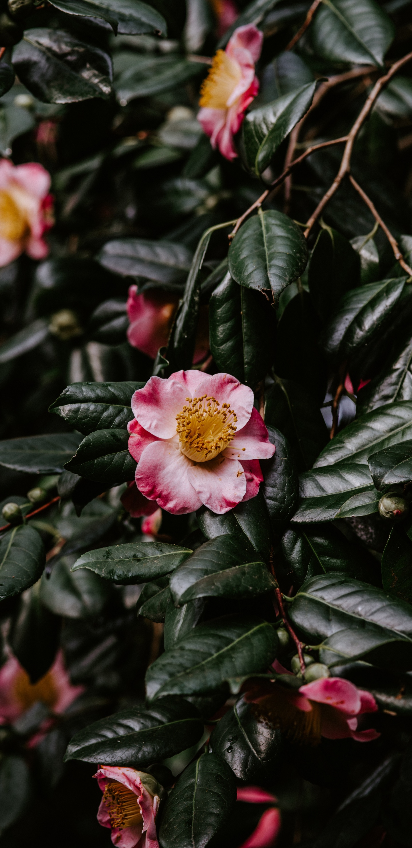 Обои цветок, японская Камелия, цветковое растение, расцвет, растение в разрешении 1440x2960