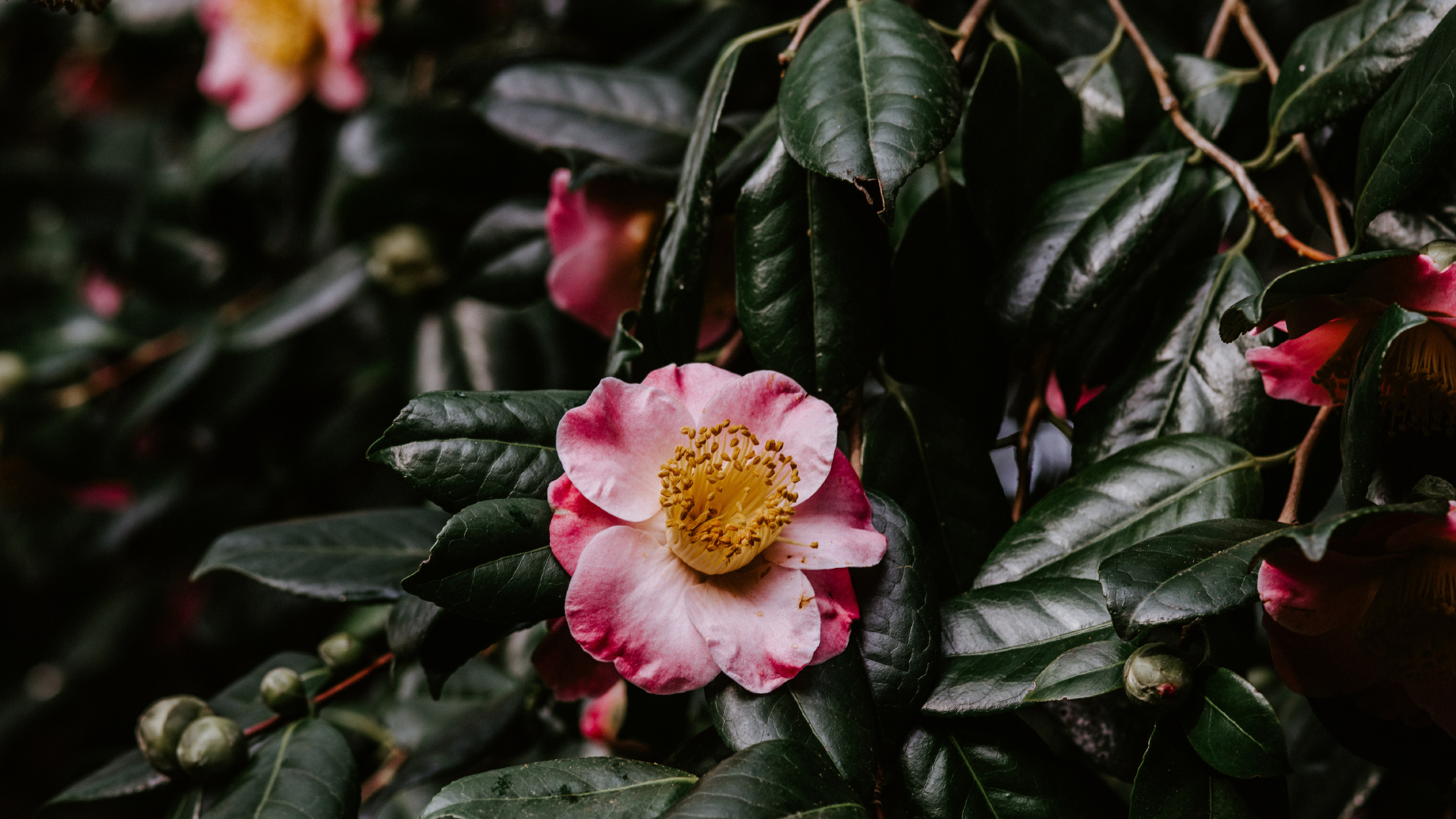 Обои цветок, японская Камелия, цветковое растение, расцвет, растение в разрешении 1920x1080