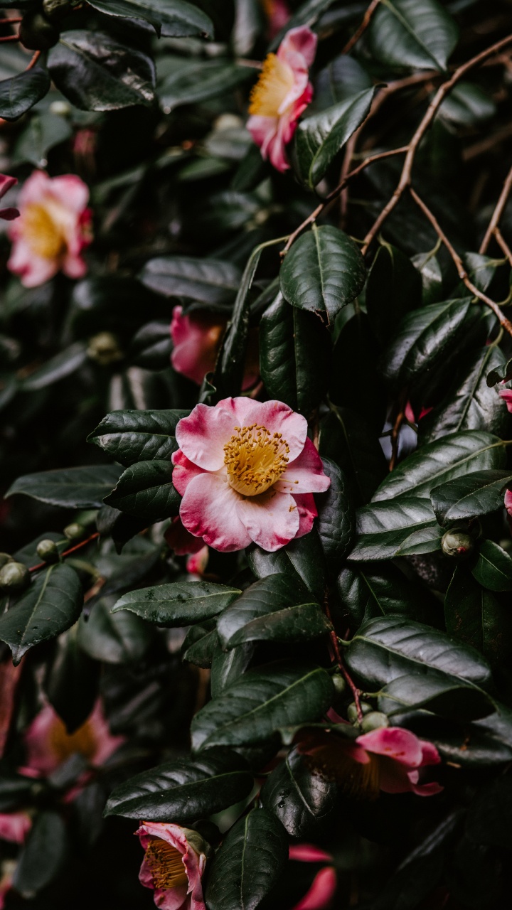 Обои цветок, японская Камелия, цветковое растение, расцвет, растение в разрешении 720x1280