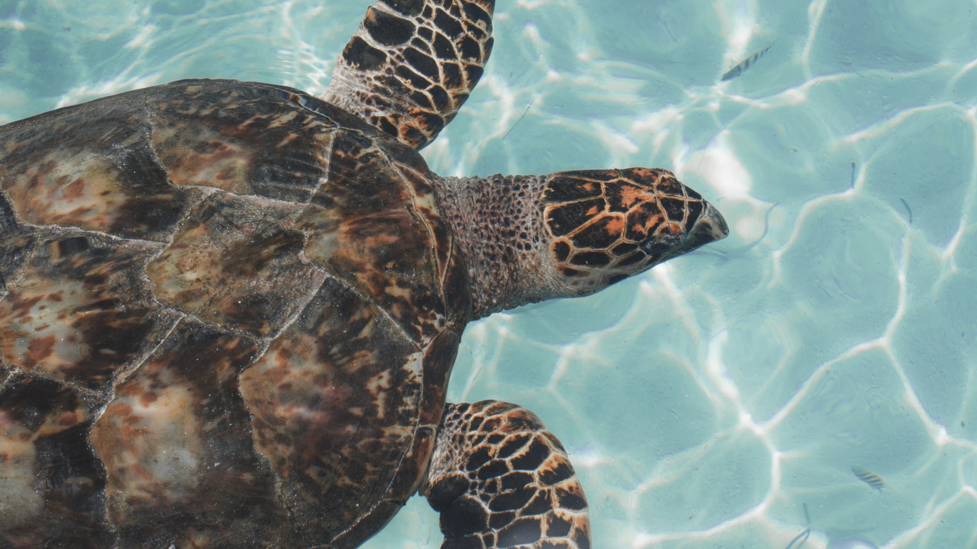 Обои пресмыкающееся, морская черепаха, Морская черепаха Бисса, Оливковое Ридли морских черепах, черепаха в разрешении 1920x1080