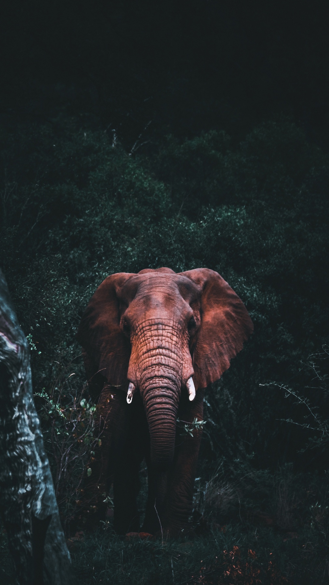 Обои африканский слон, Слон, индийский слон, глаз, растение в разрешении 1080x1920