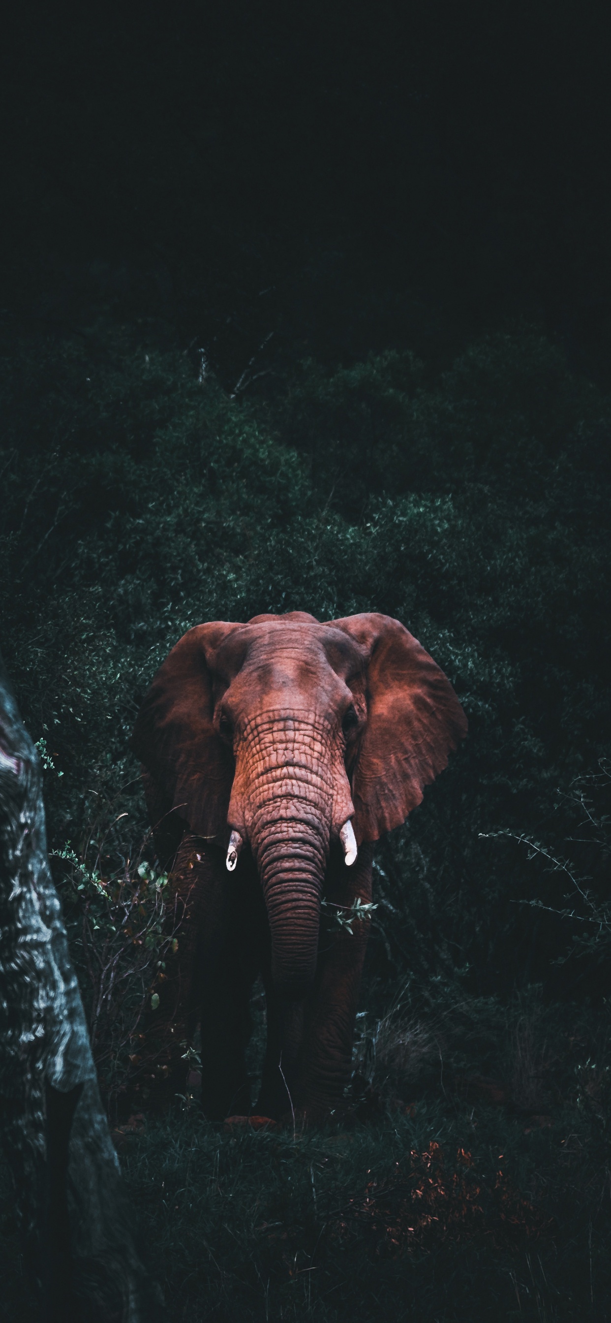 Обои африканский слон, Слон, индийский слон, глаз, растение в разрешении 1242x2688