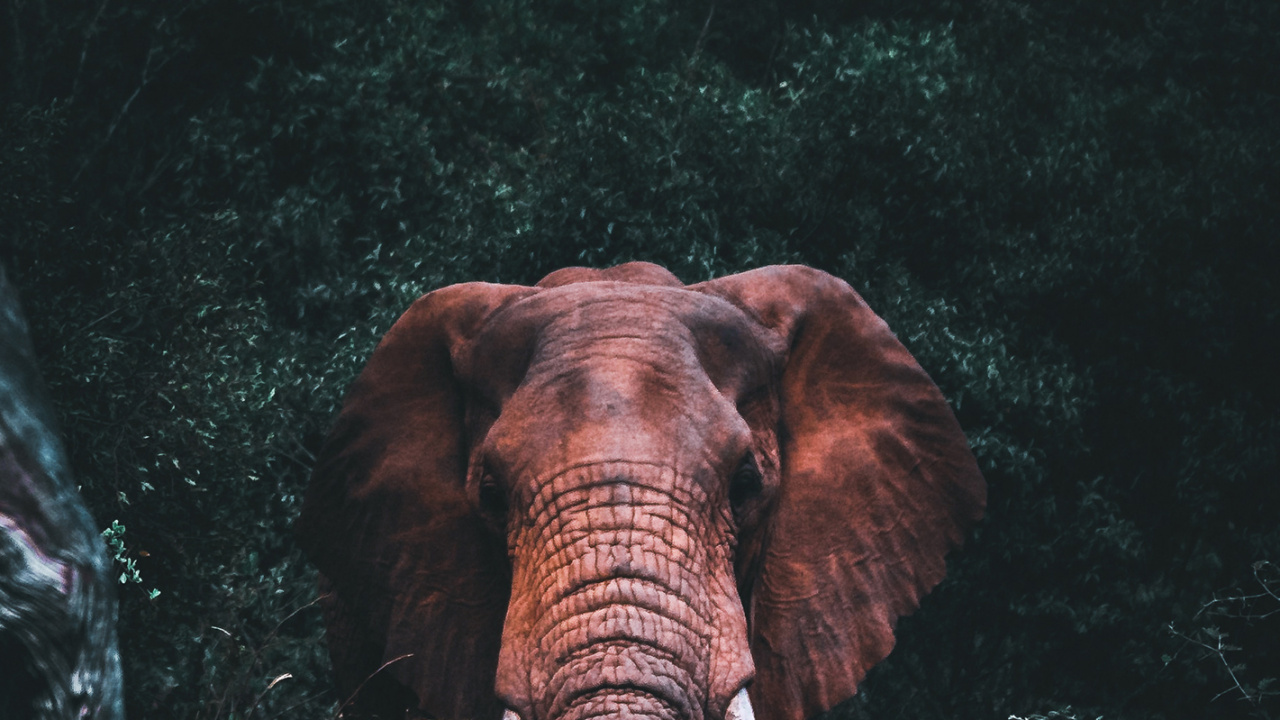 Обои африканский слон, Слон, индийский слон, глаз, растение в разрешении 1280x720