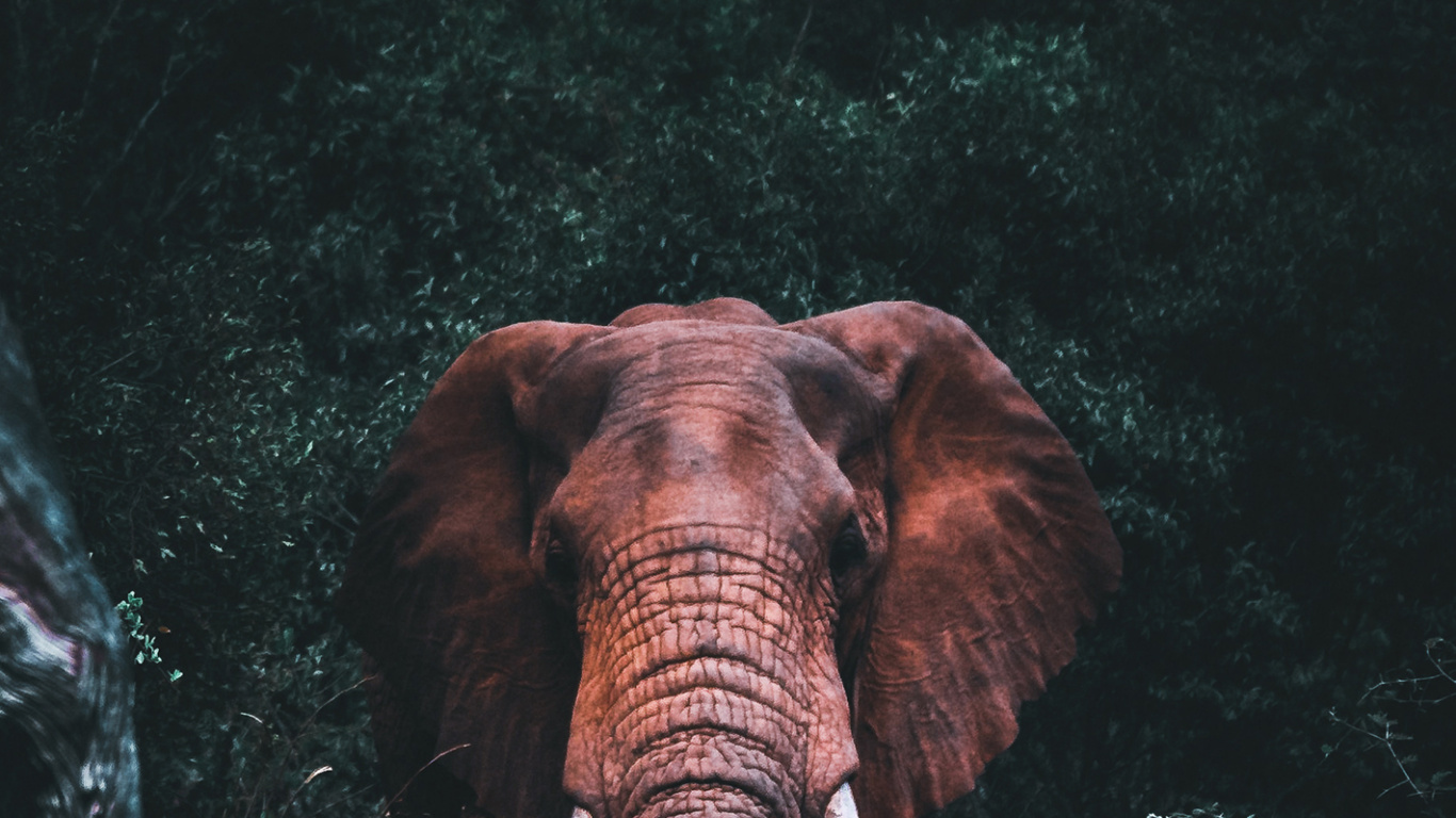 Обои африканский слон, Слон, индийский слон, глаз, растение в разрешении 1366x768