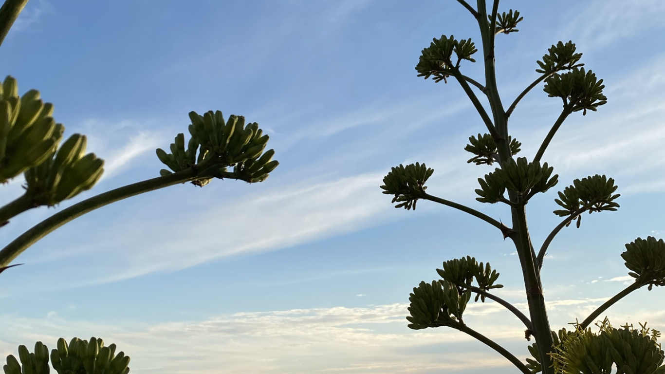 Обои облако, вода, природа, ботаники, ветвь в разрешении 1366x768