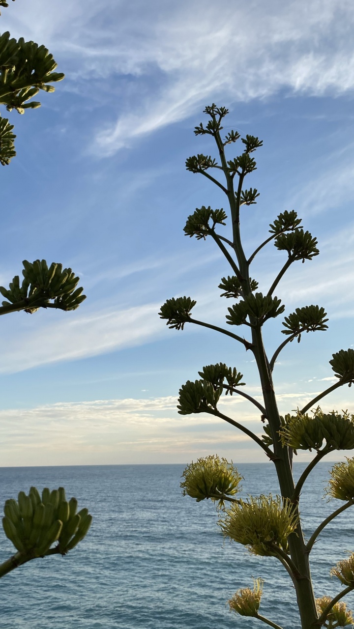 Обои облако, вода, природа, ботаники, ветвь в разрешении 720x1280