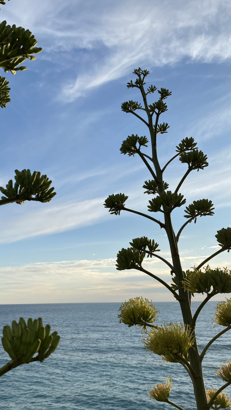 Обои облако, вода, природа, ботаники, ветвь в разрешении 750x1334