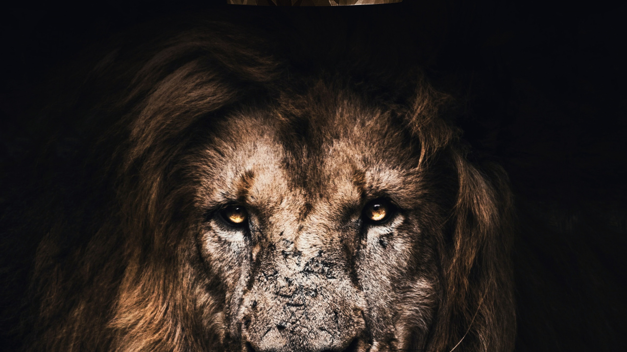 Обои Лев, арт-декаль, кошачьих, бакенбарды, масаи Лев в разрешении 1280x720