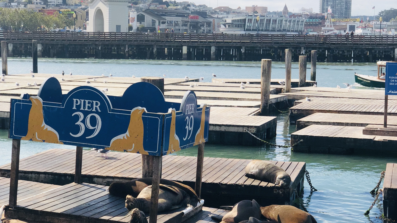 Обои Пирс, Сан Франциско, пирс 39, лодка, туризм в разрешении 1366x768