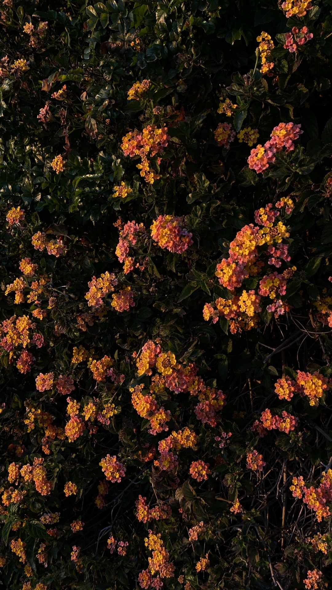 Обои цветок, цветковое растение, биология, физика, наука в разрешении 1080x1920