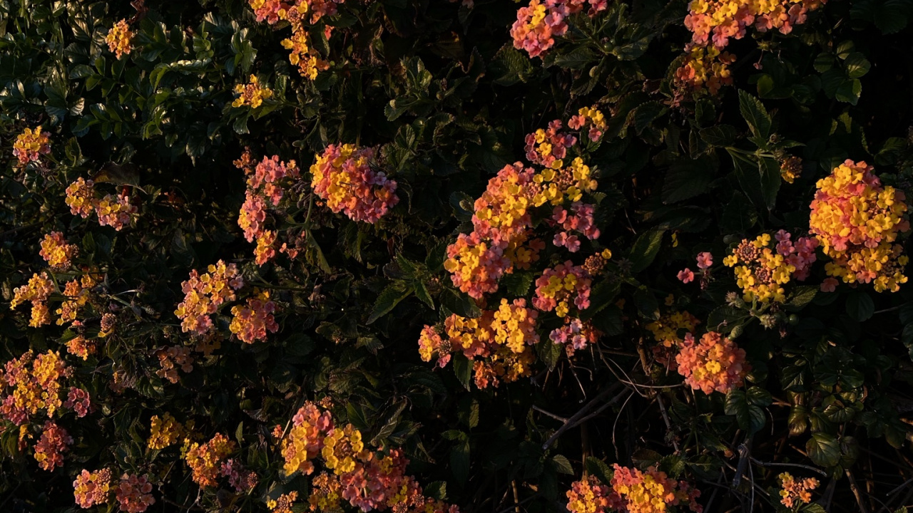 Обои цветок, цветковое растение, биология, физика, наука в разрешении 1280x720