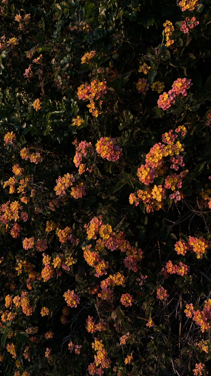 Обои цветок, цветковое растение, биология, физика, наука в разрешении 720x1280