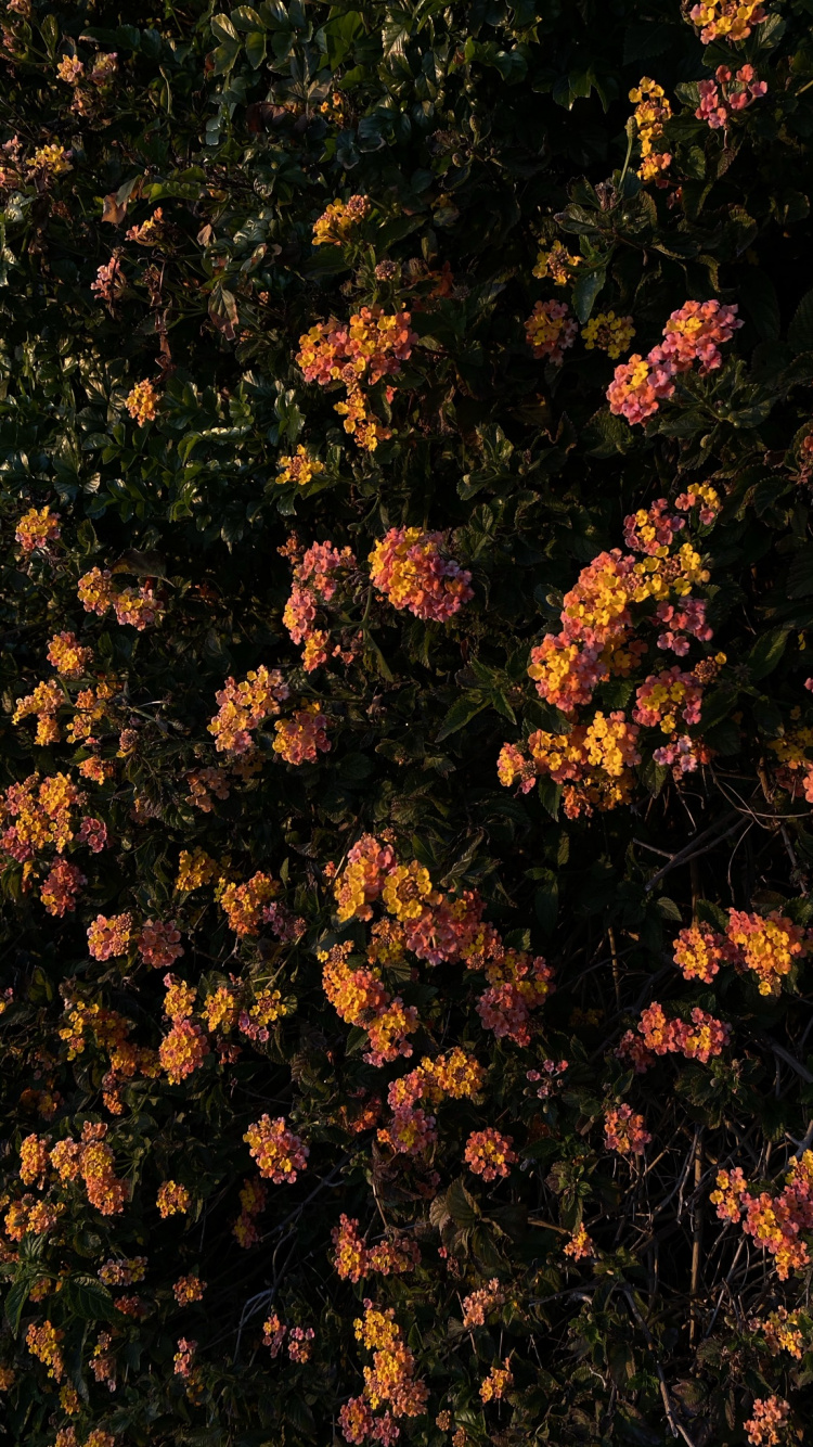 Обои цветок, цветковое растение, биология, физика, наука в разрешении 750x1334