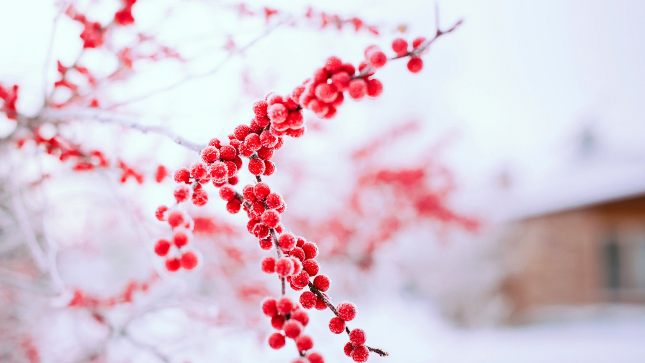 Обои зима, красный цвет, дерево, ветвь, замораживание в разрешении 1280x720