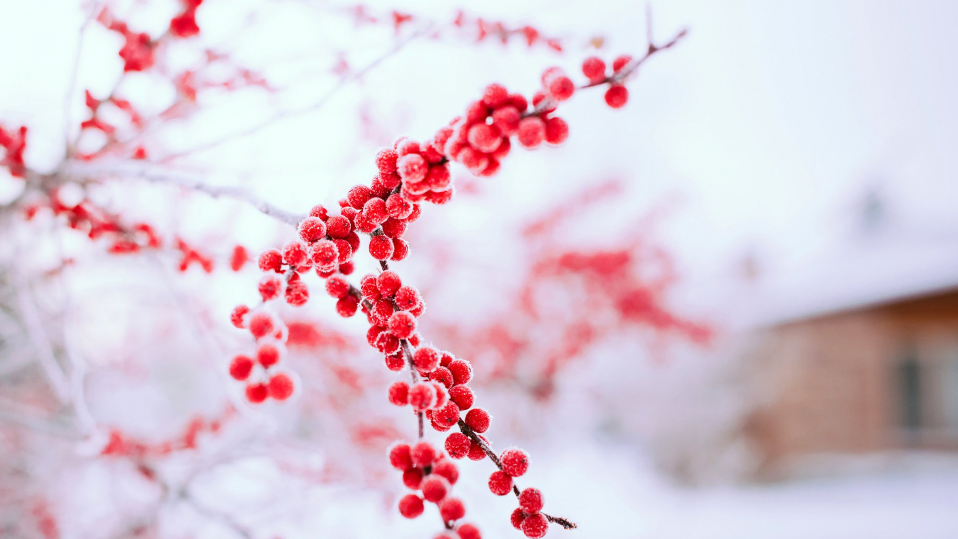 Обои зима, красный цвет, дерево, ветвь, замораживание в разрешении 1920x1080