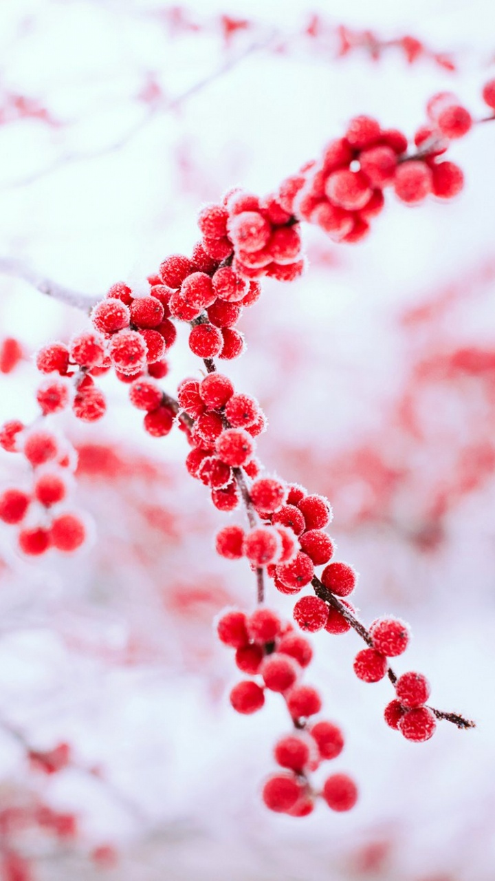 Обои зима, красный цвет, дерево, ветвь, замораживание в разрешении 720x1280