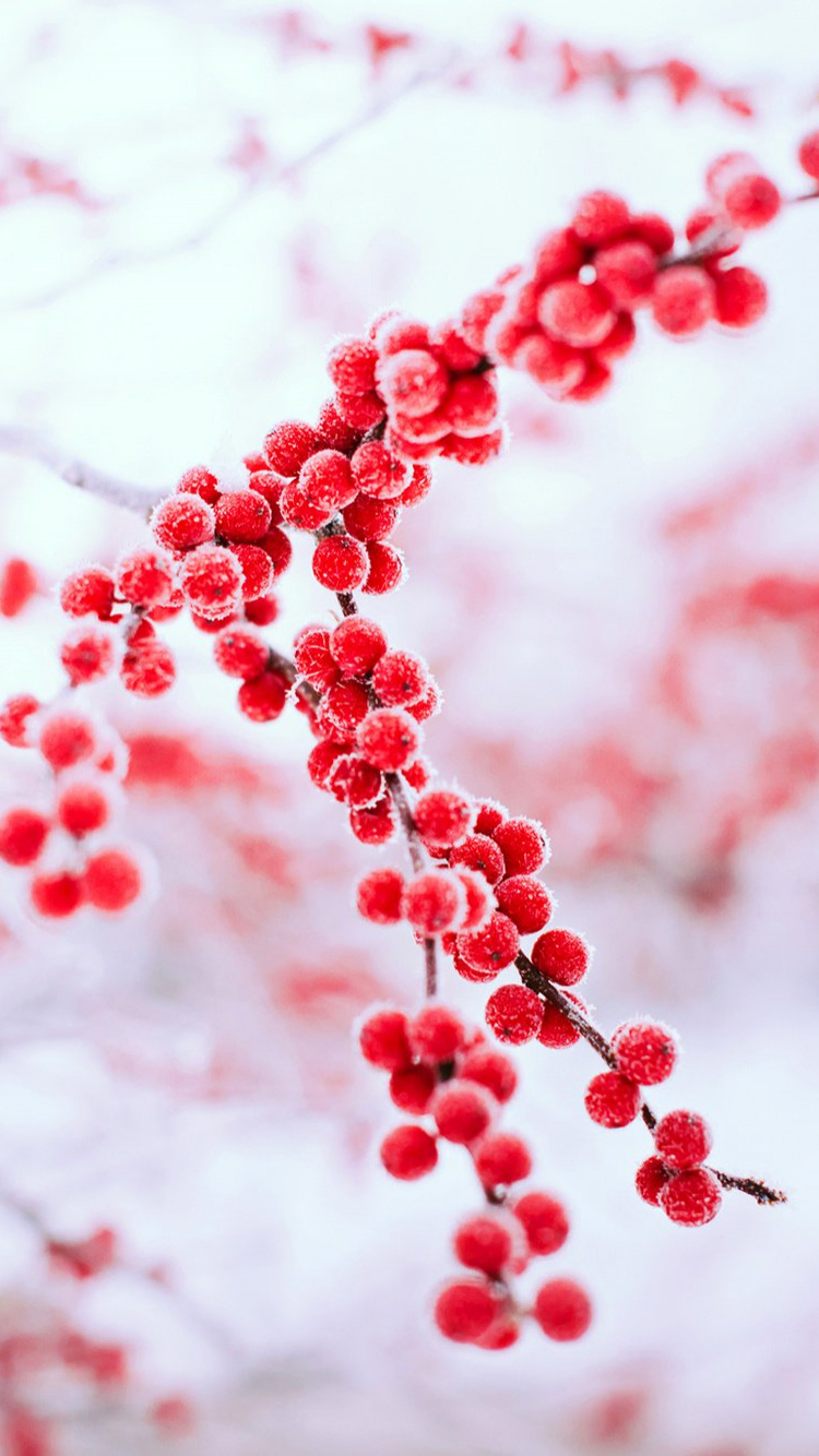Обои зима, красный цвет, дерево, ветвь, замораживание в разрешении 750x1334