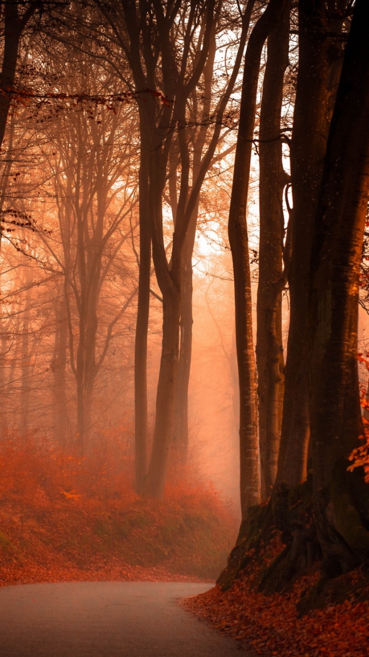 Обои лес, осень, природа, дерево, лесистая местность в разрешении 720x1280