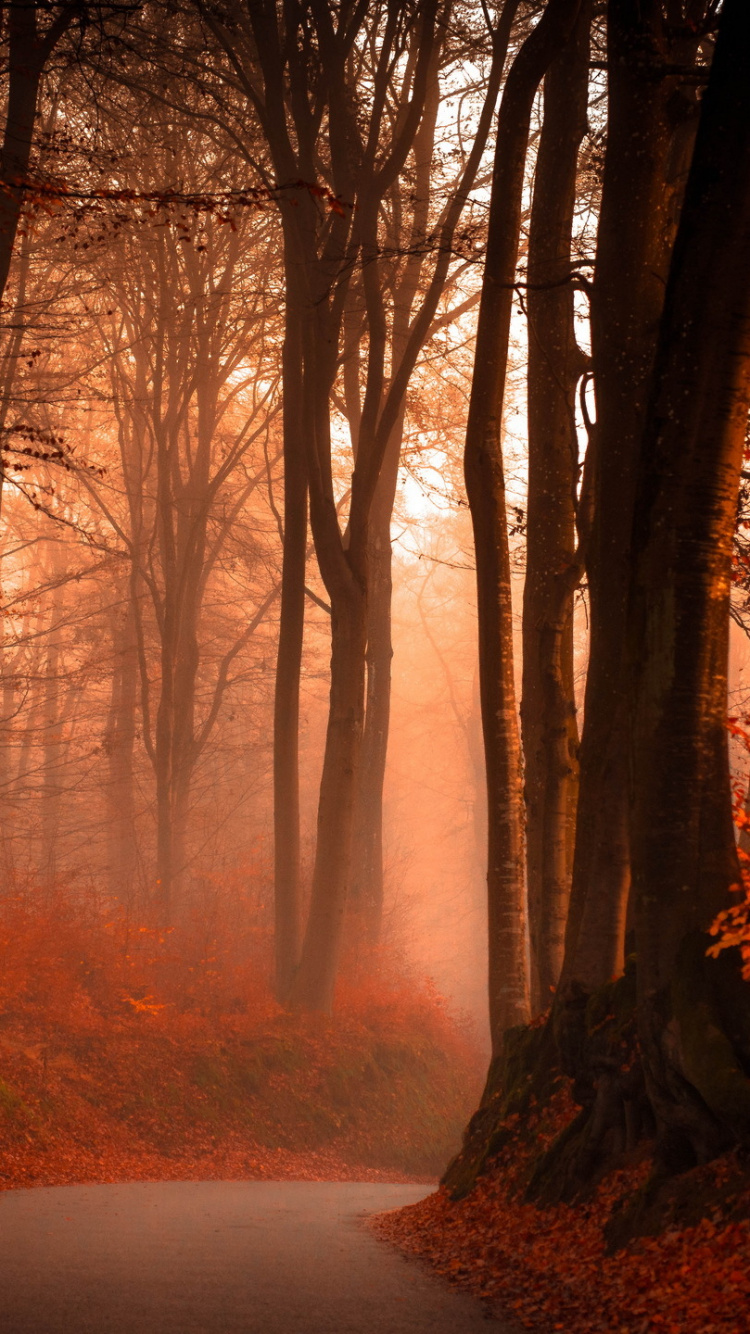 Обои лес, осень, природа, дерево, лесистая местность в разрешении 750x1334