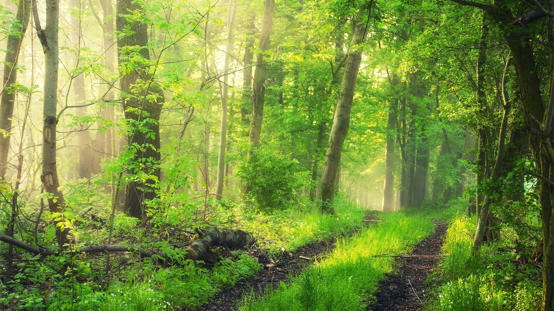 Обои лес, природа, дерево, лесистая местность, древесные растения в разрешении 1920x1080