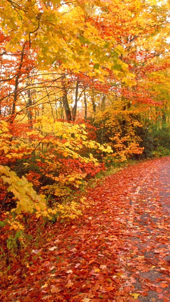 Обои Осенняя окраска листьев, лист, природа, листопадные, осень в разрешении 720x1280