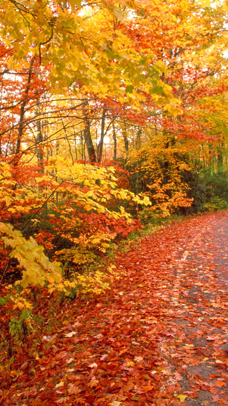 Обои Осенняя окраска листьев, лист, природа, листопадные, осень в разрешении 750x1334