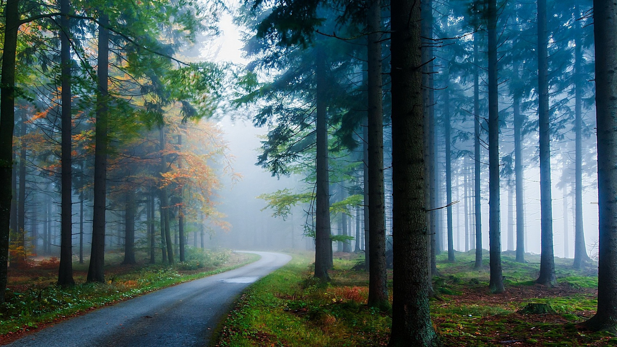 Обои дорога сосны, сосна, дерево, дорога, лес в разрешении 2560x1440