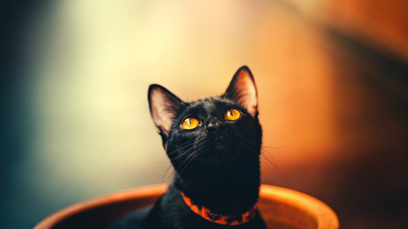 Обои черная кошка, бомбейская кошка, котенок, кот, кошачьих в разрешении 1366x768