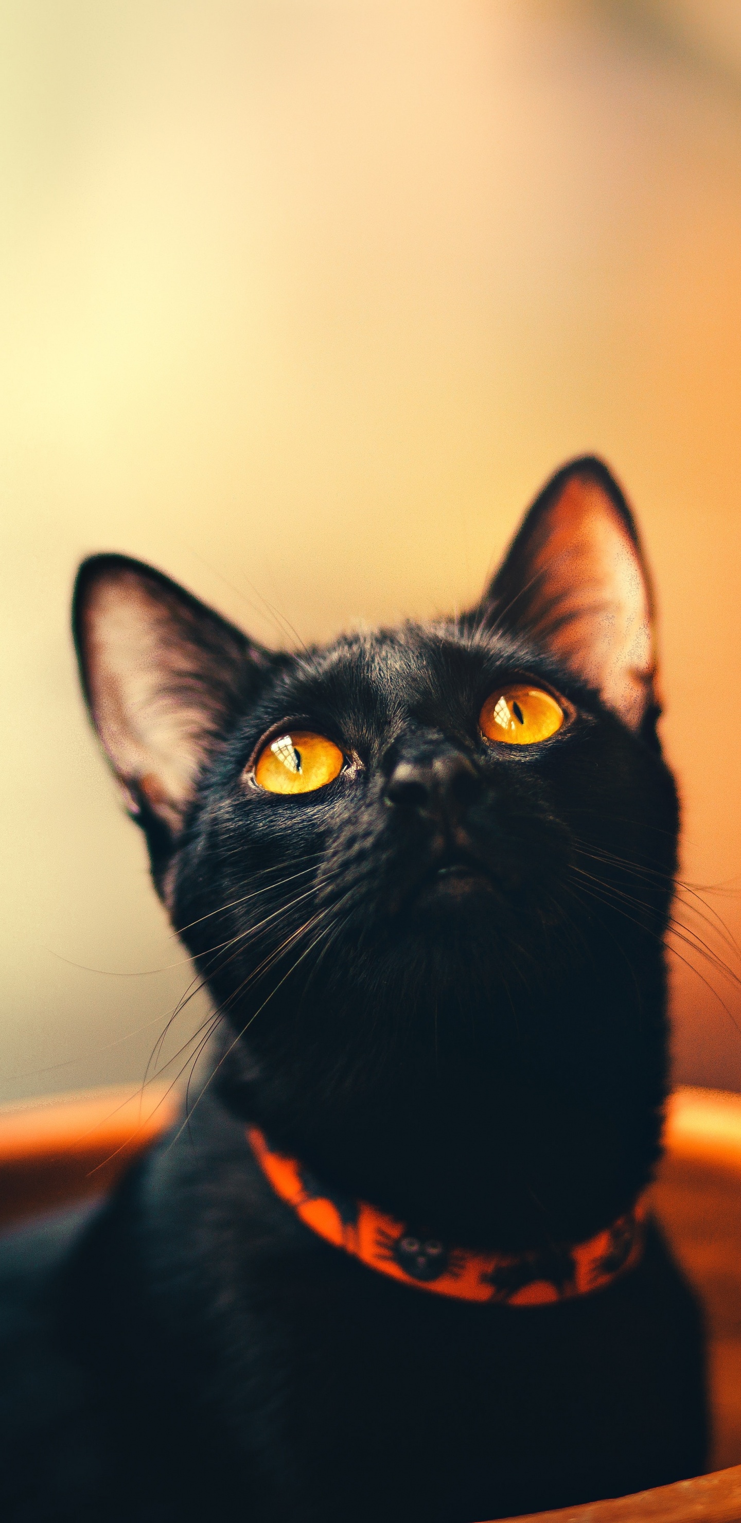 Обои черная кошка, бомбейская кошка, котенок, кот, кошачьих в разрешении 1440x2960