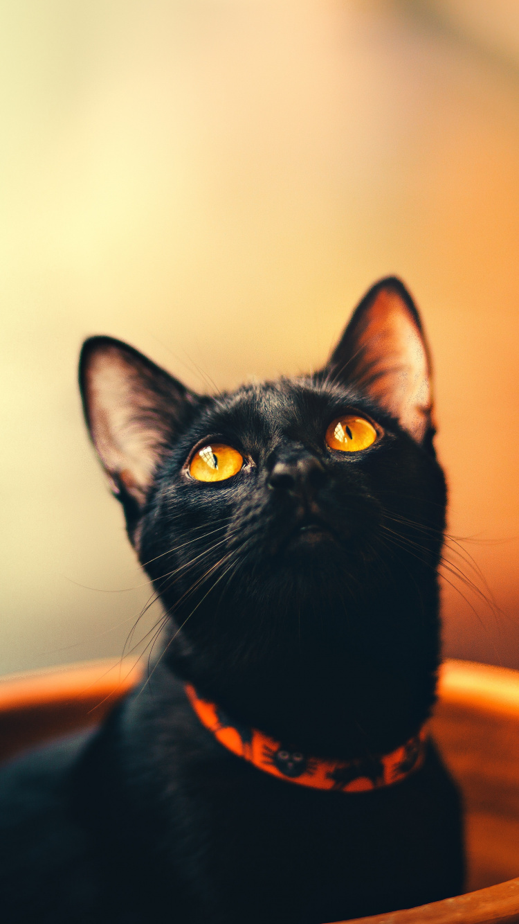 Обои черная кошка, бомбейская кошка, котенок, кот, кошачьих в разрешении 750x1334