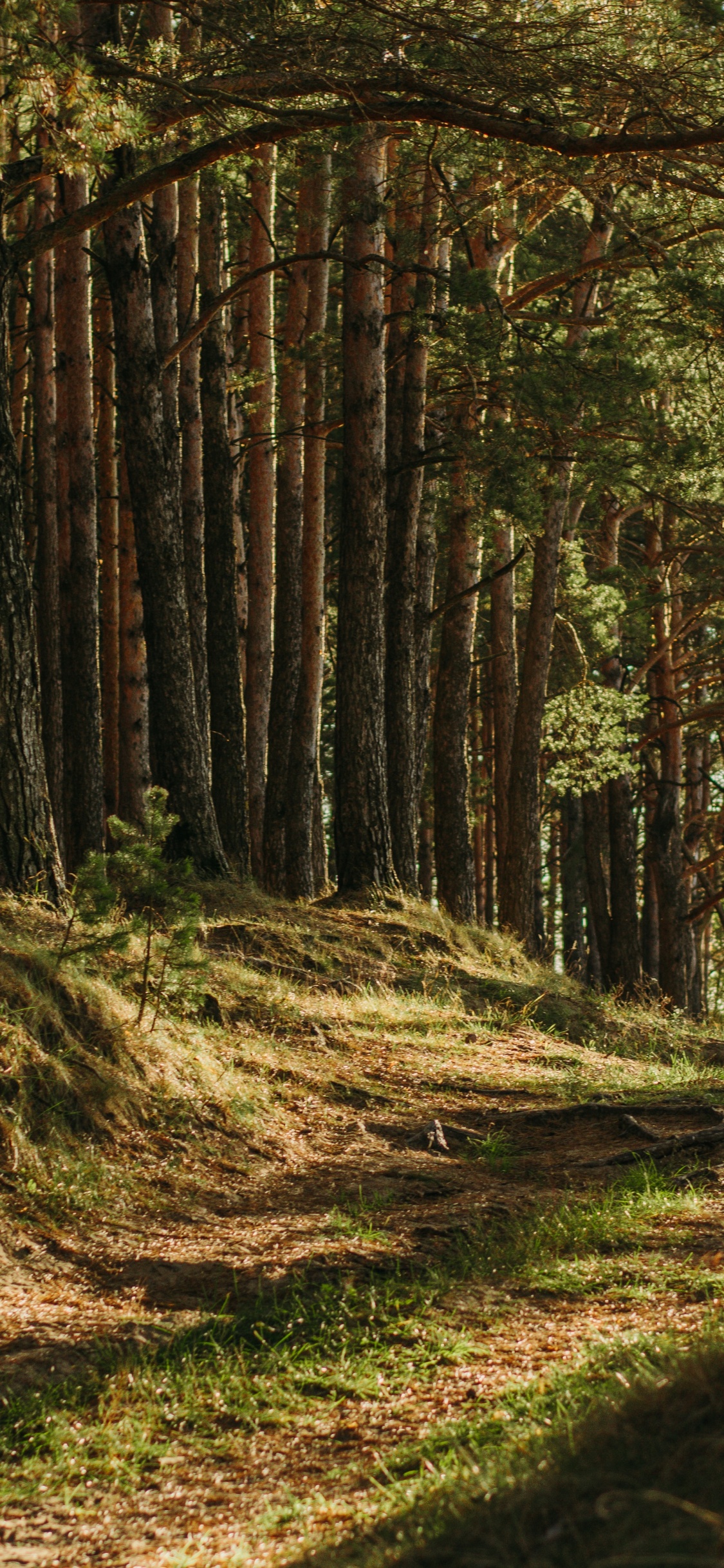 Обои коричневый цвет, растение, растительное сообщество, природный ландшафт, древесина в разрешении 1125x2436