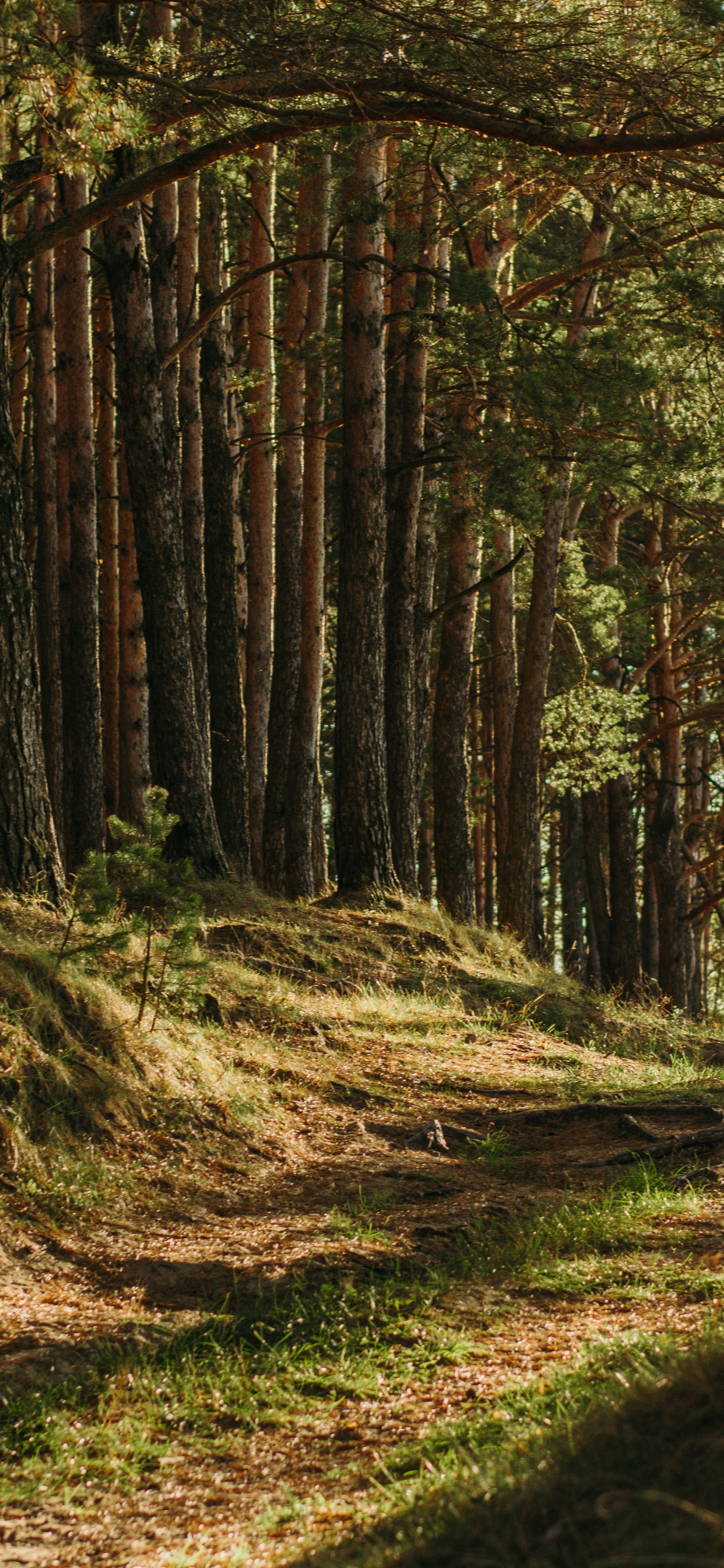 Обои коричневый цвет, растение, растительное сообщество, природный ландшафт, древесина в разрешении 1242x2688