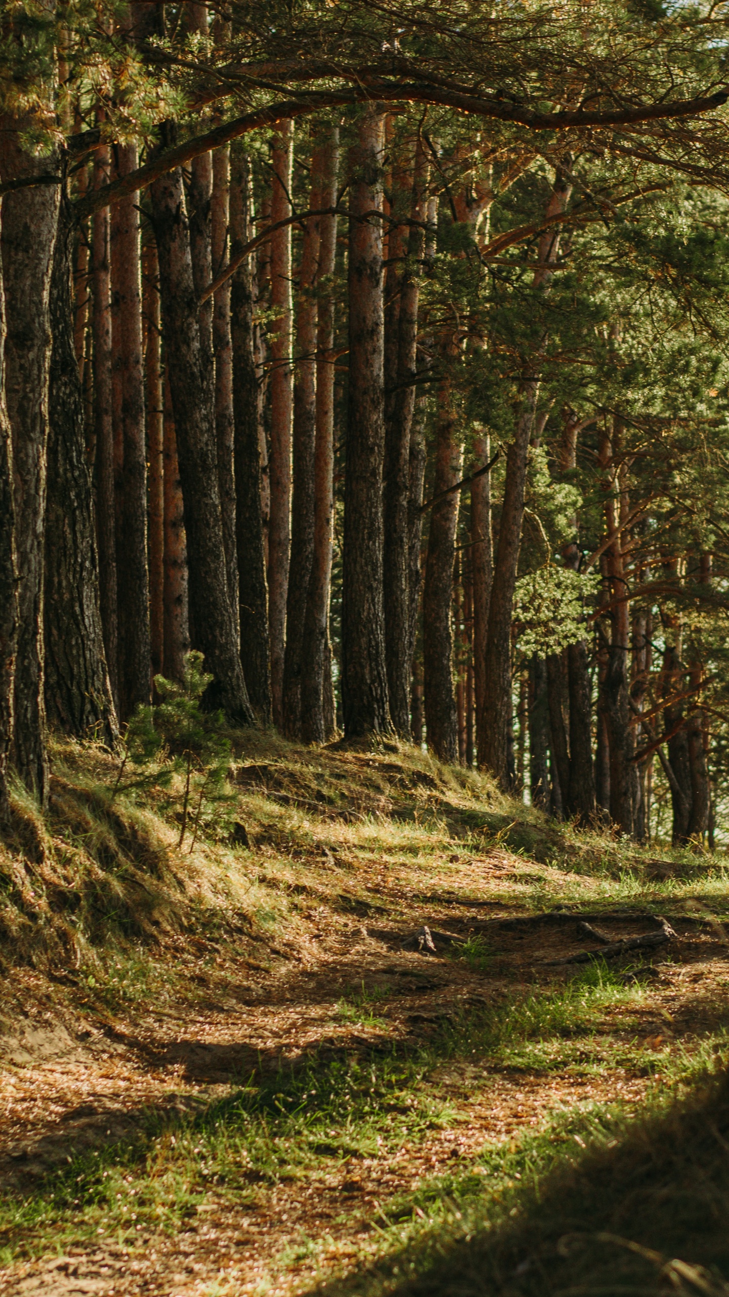 Обои коричневый цвет, растение, растительное сообщество, природный ландшафт, древесина в разрешении 1440x2560