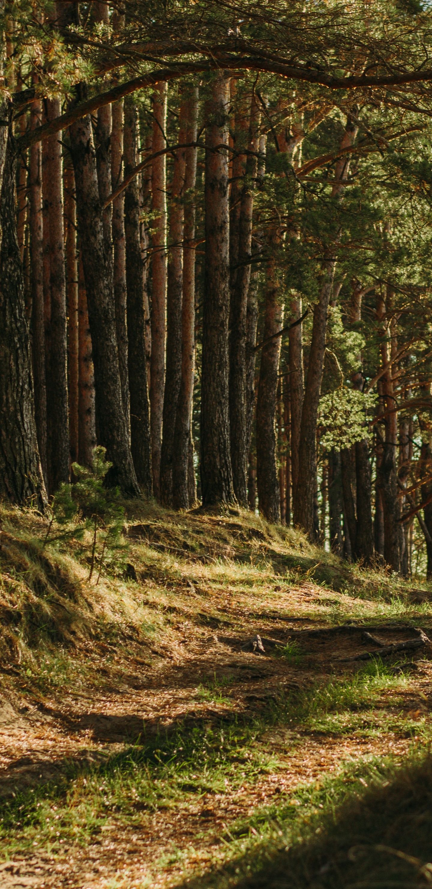 Обои коричневый цвет, растение, растительное сообщество, природный ландшафт, древесина в разрешении 1440x2960