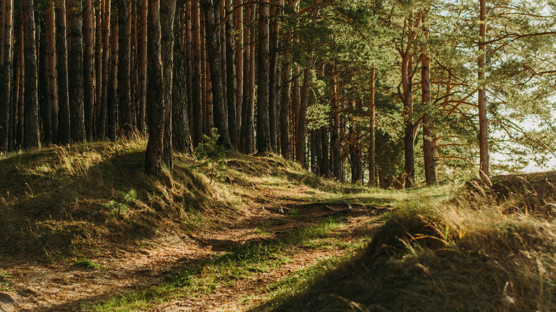 Обои коричневый цвет, растение, растительное сообщество, природный ландшафт, древесина в разрешении 1920x1080