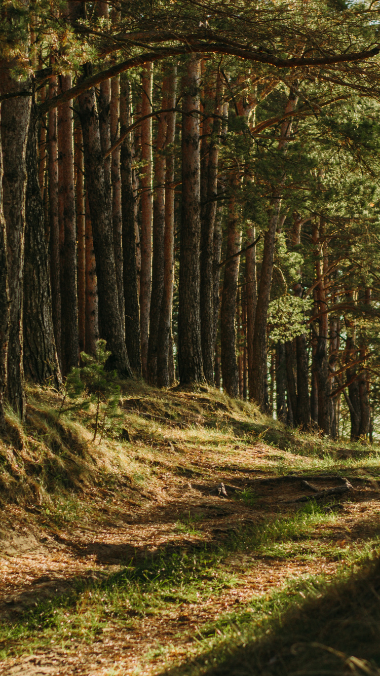 Обои коричневый цвет, растение, растительное сообщество, природный ландшафт, древесина в разрешении 750x1334