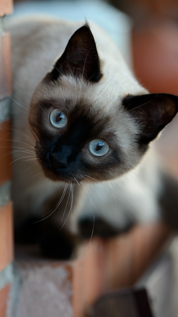 Обои сиамская кошка, котенок, кот, тайский язык, бакенбарды в разрешении 720x1280