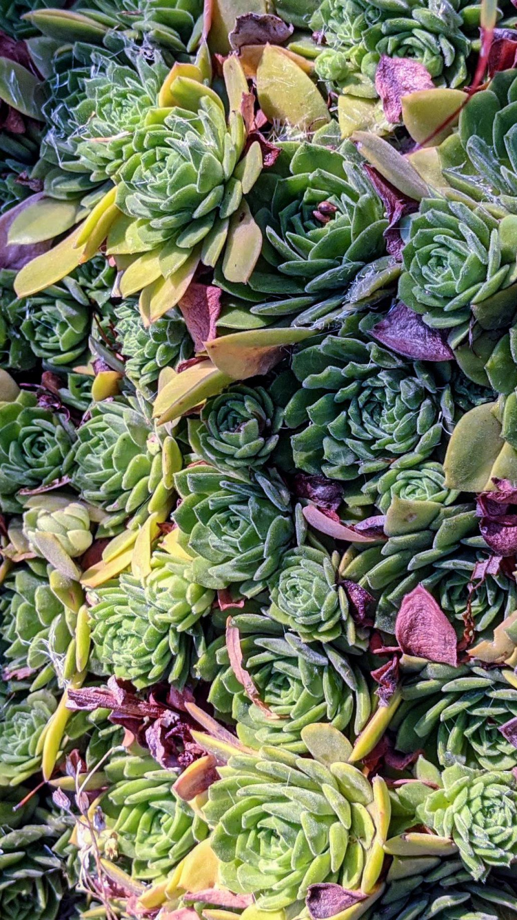 Обои продукция, зеленый, пурпур, листовой овощ, овощ в разрешении 750x1334