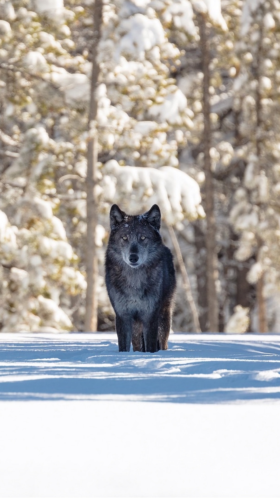 Обои волк, зима, История волков в Йеллоустоун, Гардинер, снег в разрешении 1080x1920
