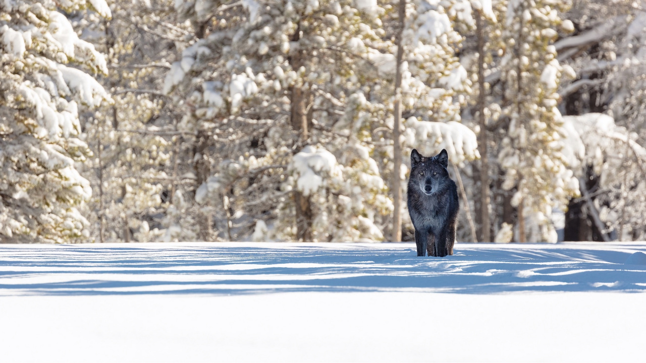 Обои волк, зима, История волков в Йеллоустоун, Гардинер, снег в разрешении 1280x720