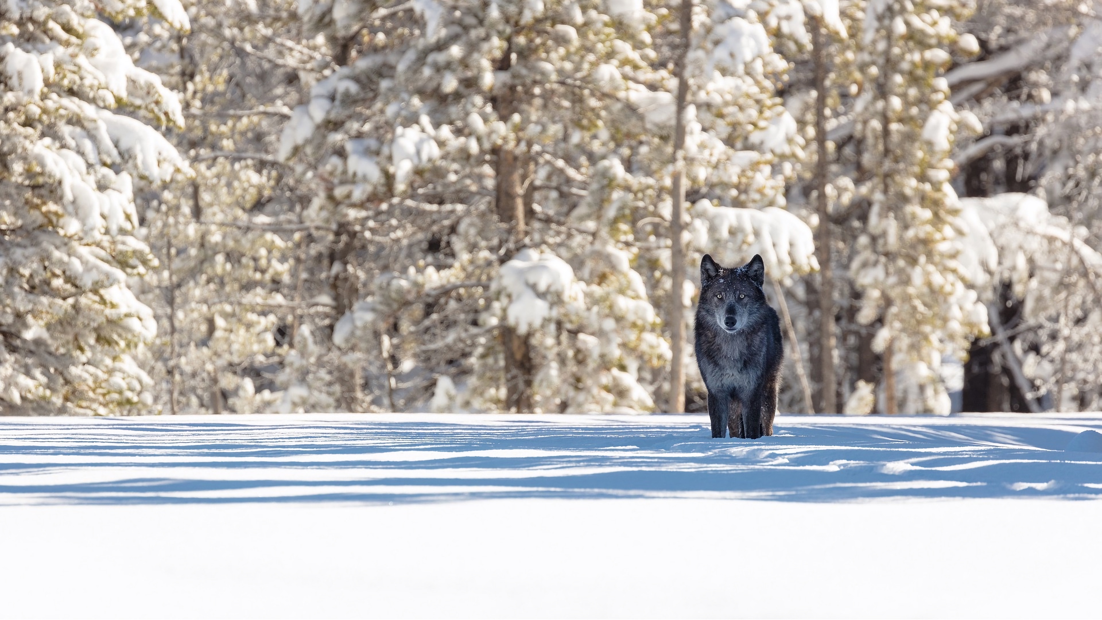 Обои волк, зима, История волков в Йеллоустоун, Гардинер, снег в разрешении 3840x2160