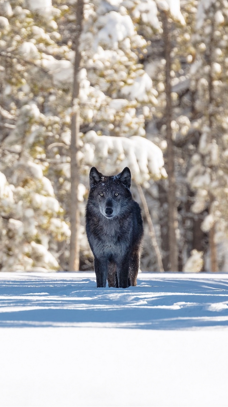 Обои волк, зима, История волков в Йеллоустоун, Гардинер, снег в разрешении 750x1334