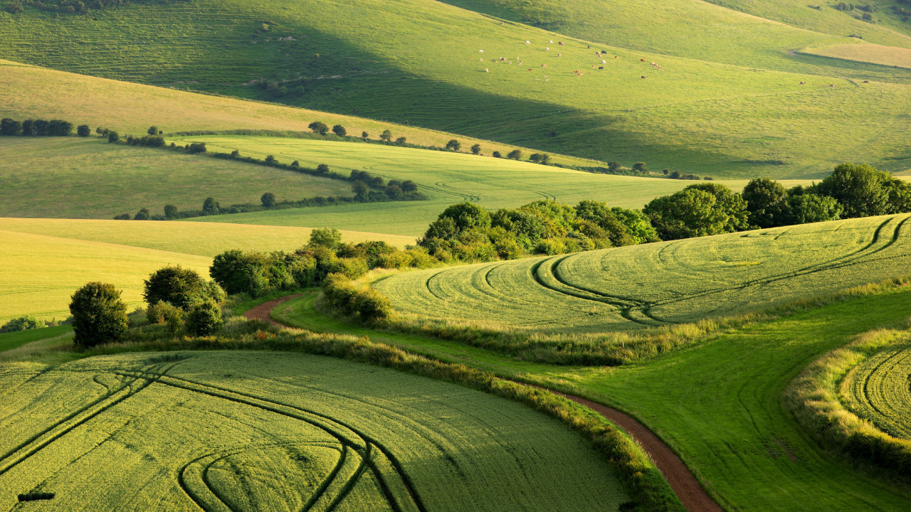 Обои зеленый, поле, сенокосное угодье, холм, выгон в разрешении 1280x720