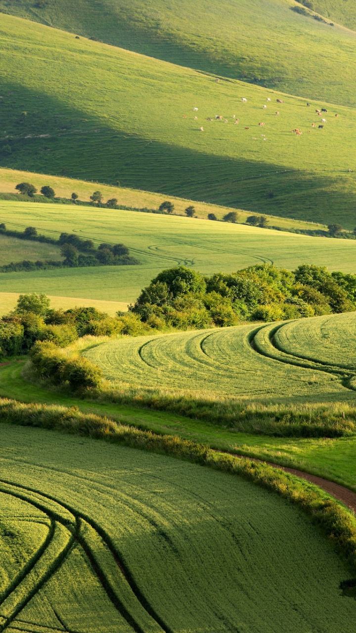 Обои зеленый, поле, сенокосное угодье, холм, выгон в разрешении 720x1280