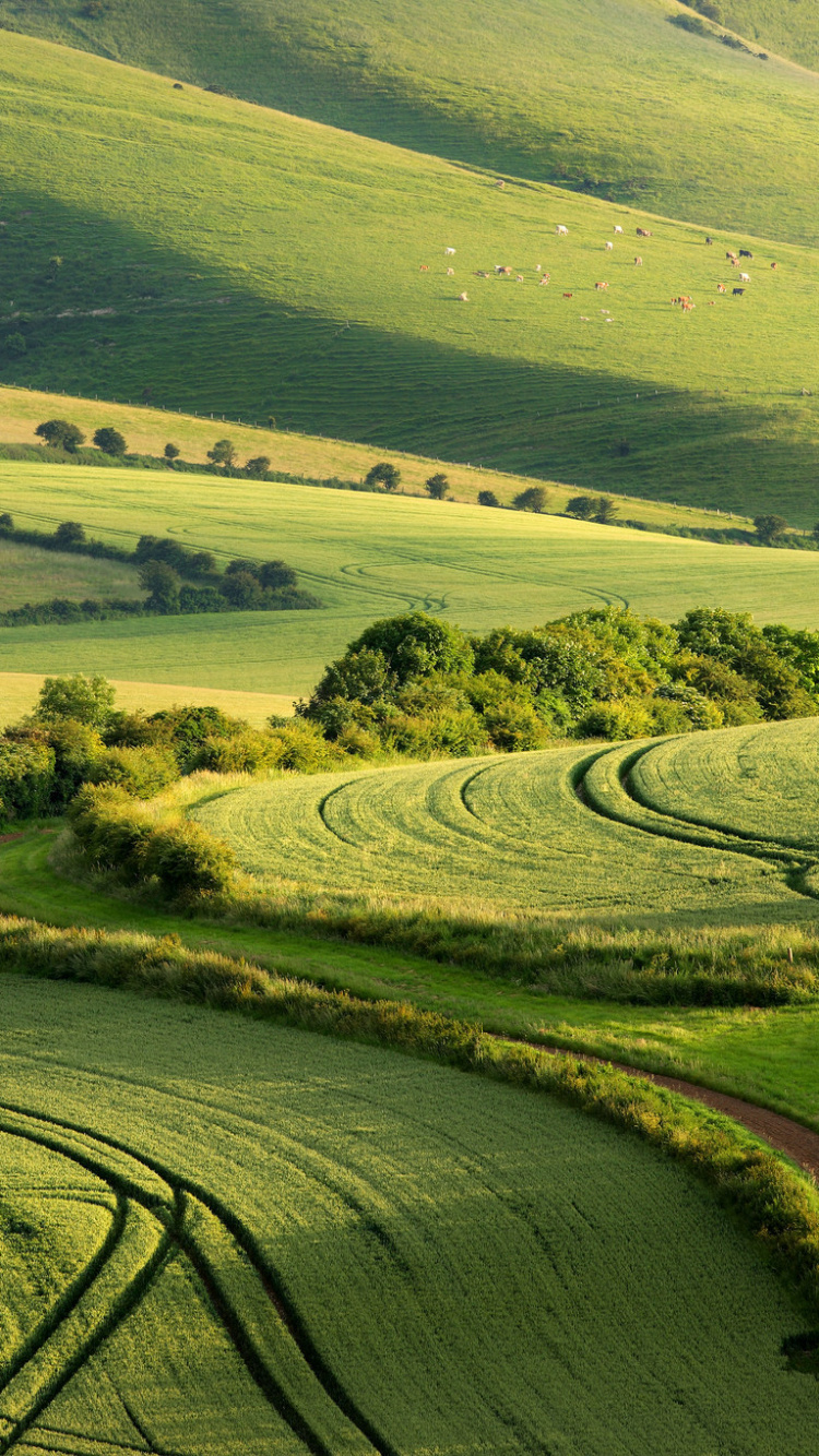 Обои зеленый, поле, сенокосное угодье, холм, выгон в разрешении 750x1334
