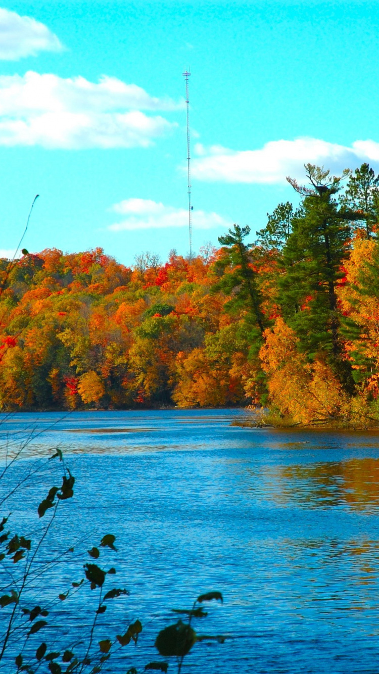 Обои природа, природный ландшафт, отражение, лист, вода в разрешении 750x1334