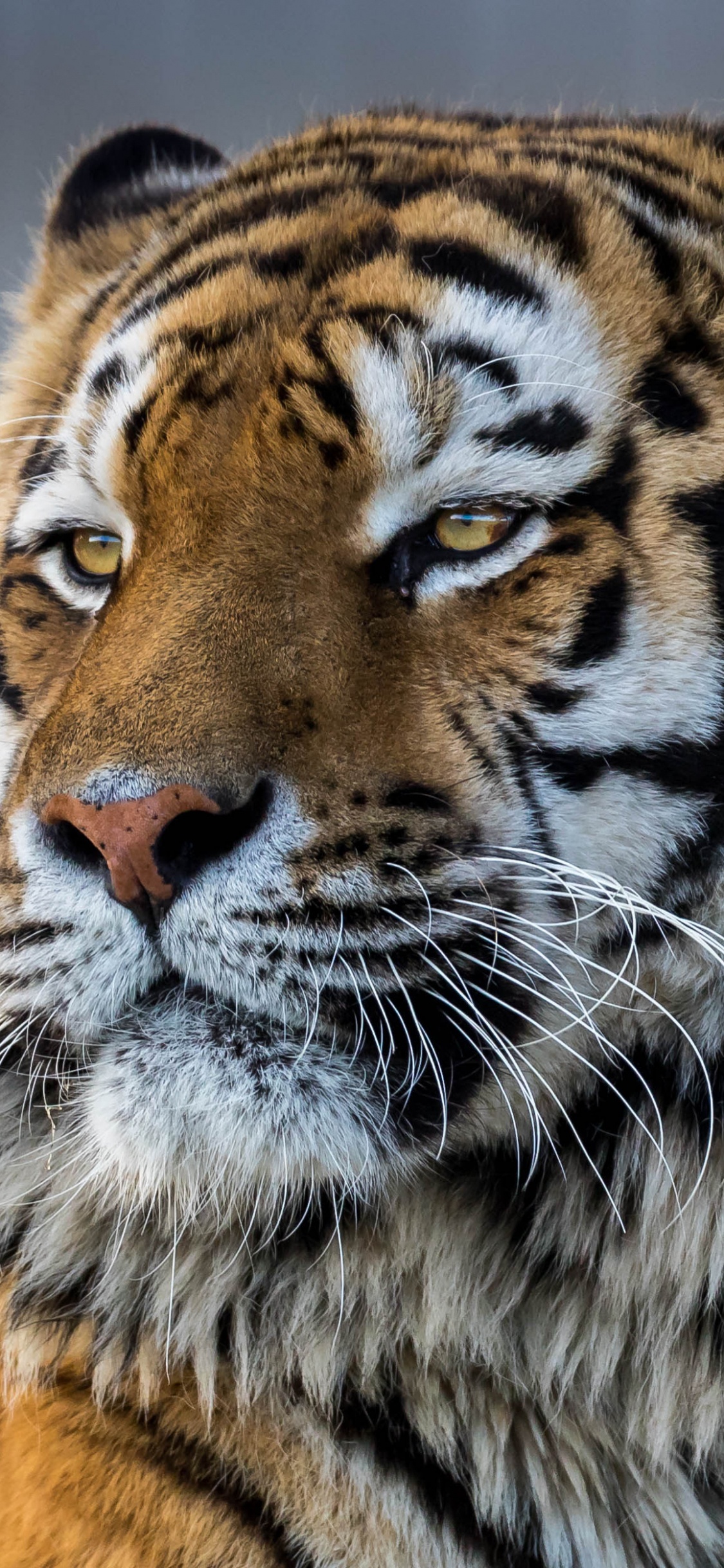 Обои кошачьих, тигр, живая природа, наземные животные, бенгальский тигр в разрешении 1125x2436